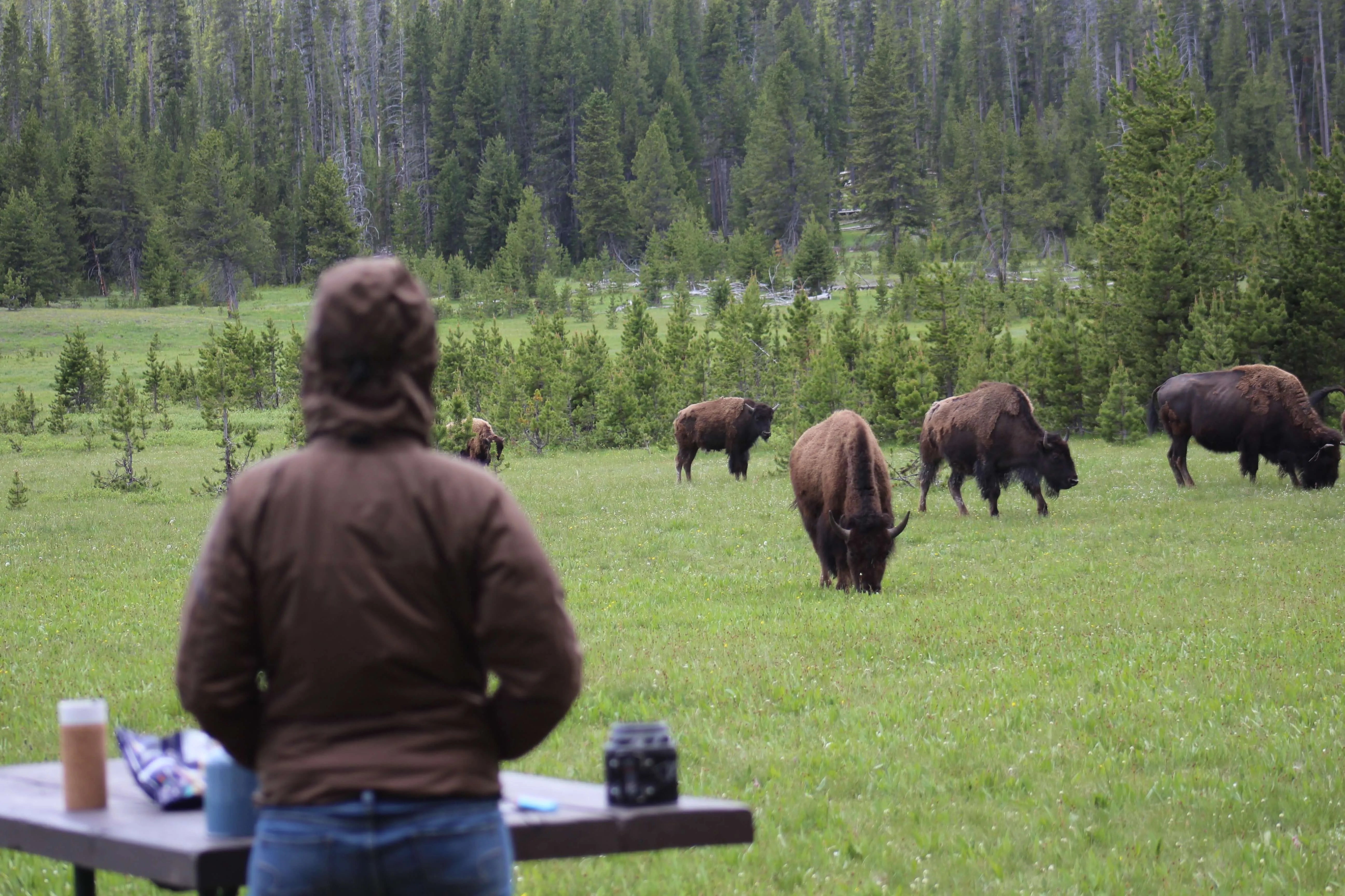 Blurry person in a brown jacket standing in front of a table and looking out on the wild bison in the distance.